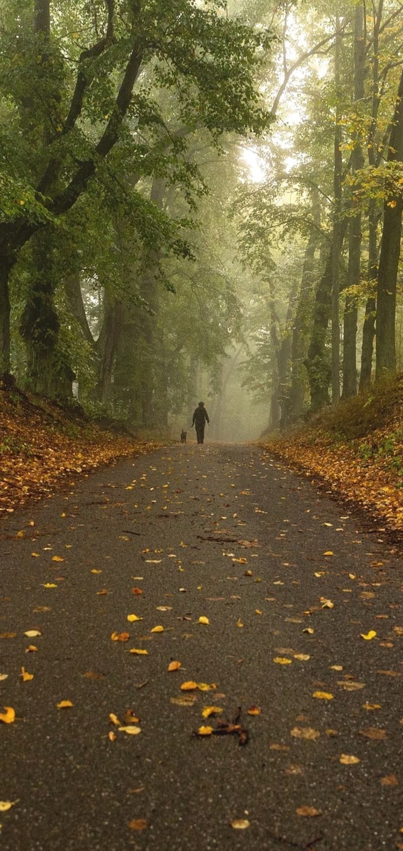 A person and their companion walk down a winding road covered in golden leaves through a foggy autumn forest.