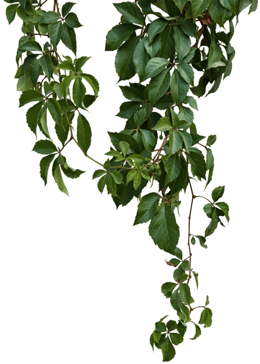 Green vine leafy branch winding vertically with realistic emerald leaves and detailed plant stem textures.