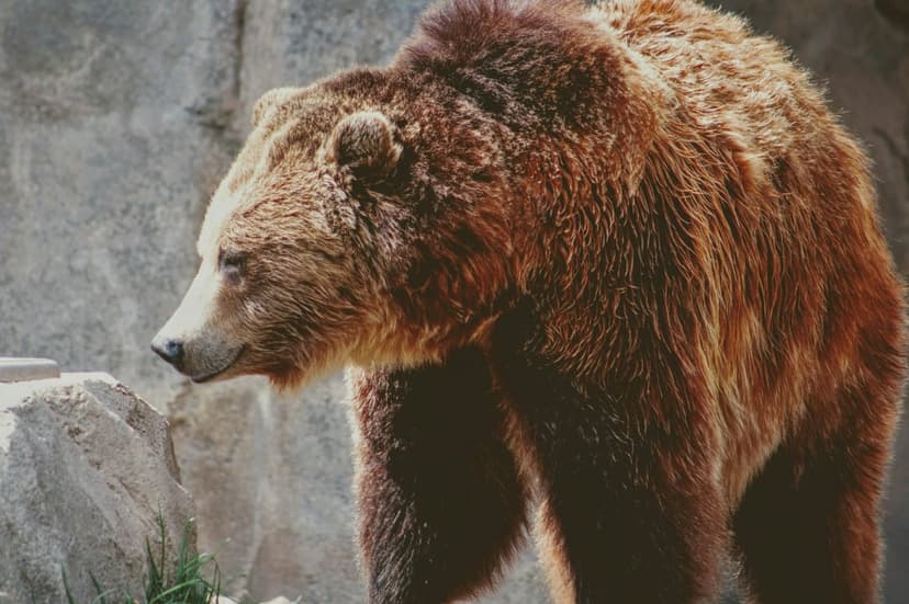 Brown bear with thick reddish-brown fur stands in side profile among sunlit grey boulders in a wild habitat.