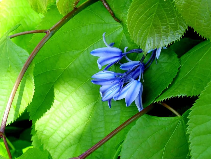 Blue bell-shaped flowers hang amidst large, vibrant green leaves in a close-up botanical garden view with soft light.