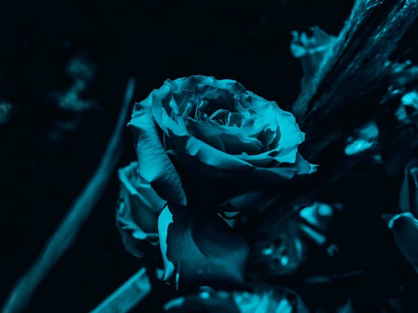 Deep teal rose petals in a tight macro spiral against a dark background showing soft velvet floral textures.