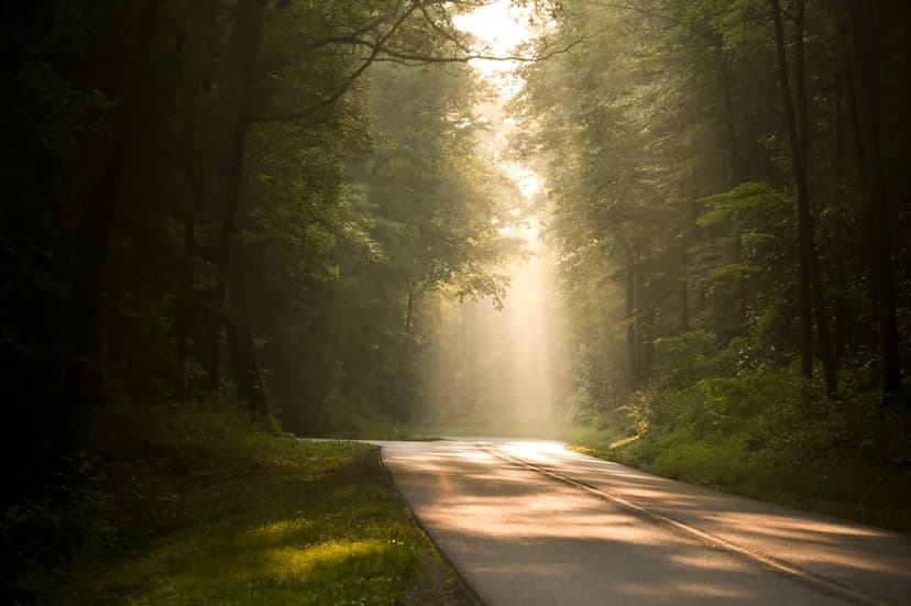 Sunbeams pierce through dense forest mist onto a winding asphalt road surrounded by lush green trees at dawn.