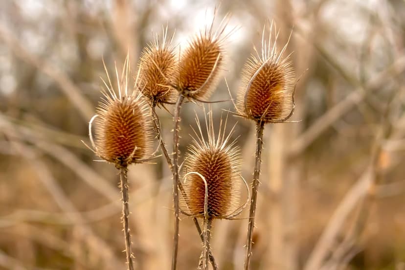 Spiky dried teasel seed heads featuring sharp textures set against a soft bokeh background of neutral tan tones.
