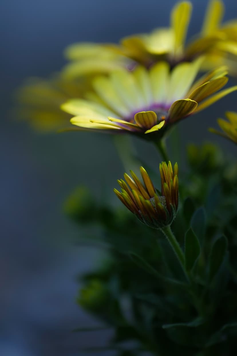 Yellow daisy flower and a tight green bud stand out against a blurry dark blue backdrop in a macro close-up.