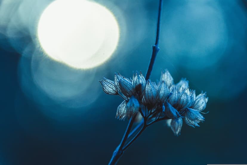 Withered flower petals illuminated by a soft blue light with a large glowing bokeh circle in the dark background.