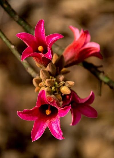 Vibrant Pink Trumpet Flowers Blooming on Branch