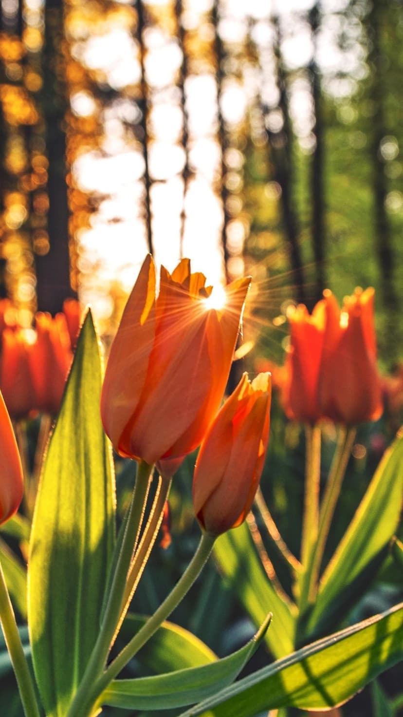 Orange tulips glow with sunset light in a forest, showing backlit petals and soft sun rays in a vertical view.