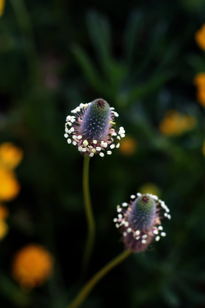 Fuzzy plantain flower heads with delicate white stamens and yellow bokeh circles against a dark green background.