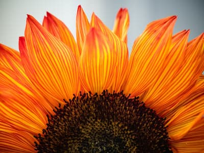 Close-up of a vibrant orange sunflower with striped petals