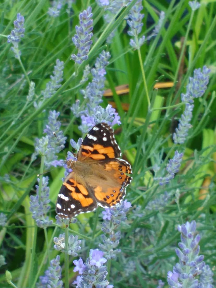 Monarch butterfly with orange and black wings clings to purple lavender stalks against a blurred green backdrop.