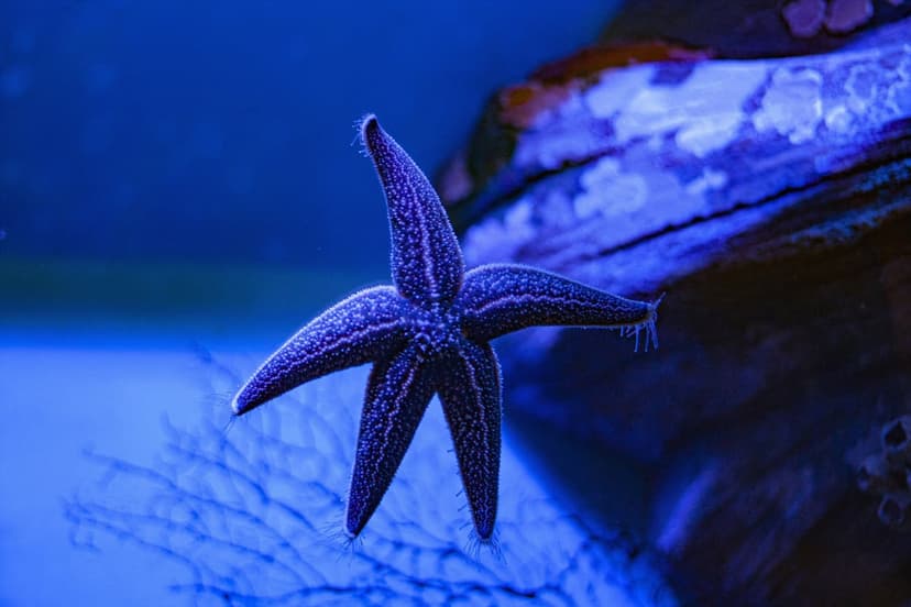 Purple starfish with white dots spreading its five arms against a dark blue underwater rock formation.