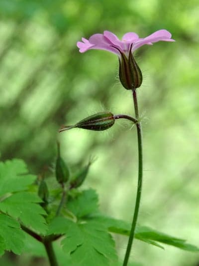 Delicate Pink Wildflower Macro Wallpaper for Mobile