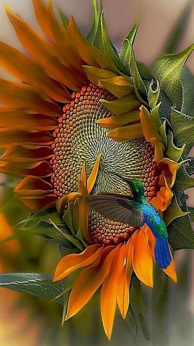 Hummingbird Feeds on Sunflower Nectar