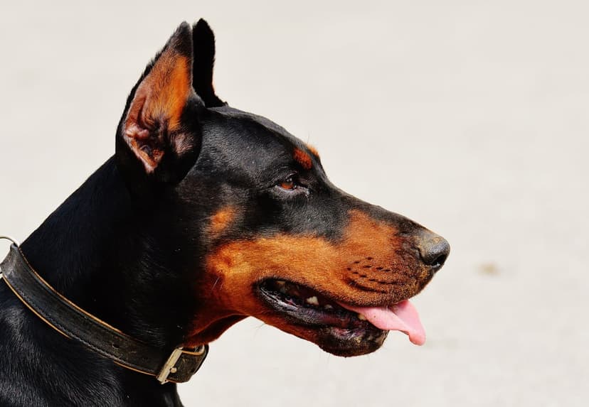 Doberman Pinscher dog head in profile with a pink tongue out wearing a dark leather collar on a sandy background.