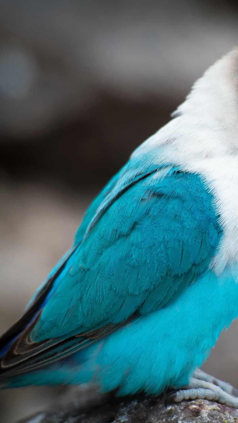 Turquoise and white lovebird feathers display intricate barb textures against a soft-focus blurred background.