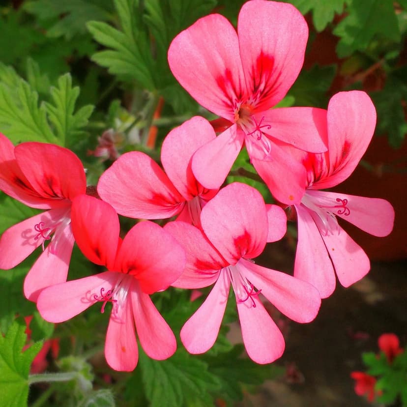 Pink geranium petals with red veins and yellow stamens cluster together in bright, natural sunlight.