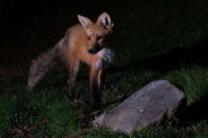 Red fox with pointed ears stands in tall grass near a flat stone under nocturnal artificial lighting.