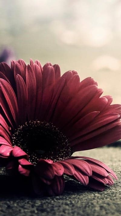 Fallen Beauty - A Gerbera's Earthly Grace