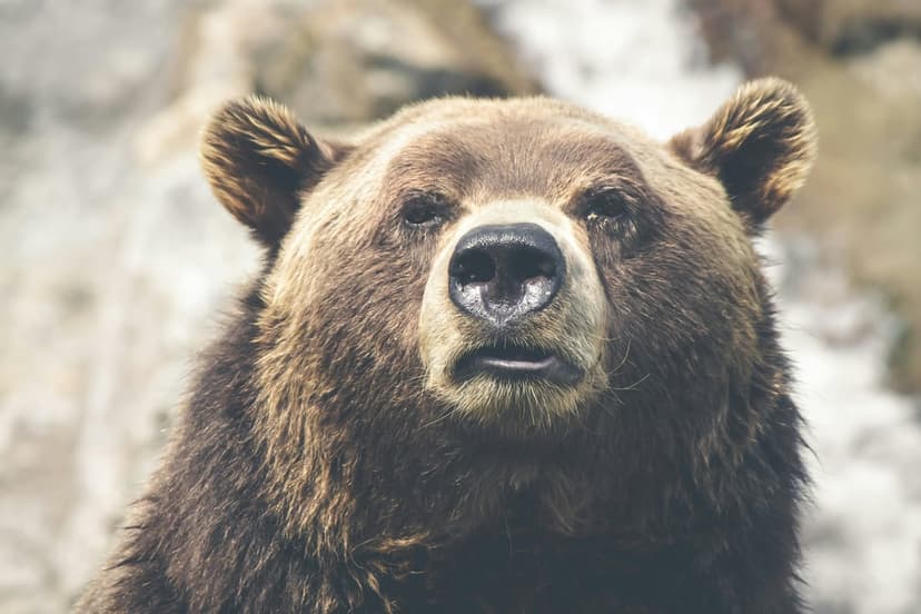 Grizzly bear face close-up featuring wet nose, dark eyes, and thick brown fur against a soft-focus forest background.