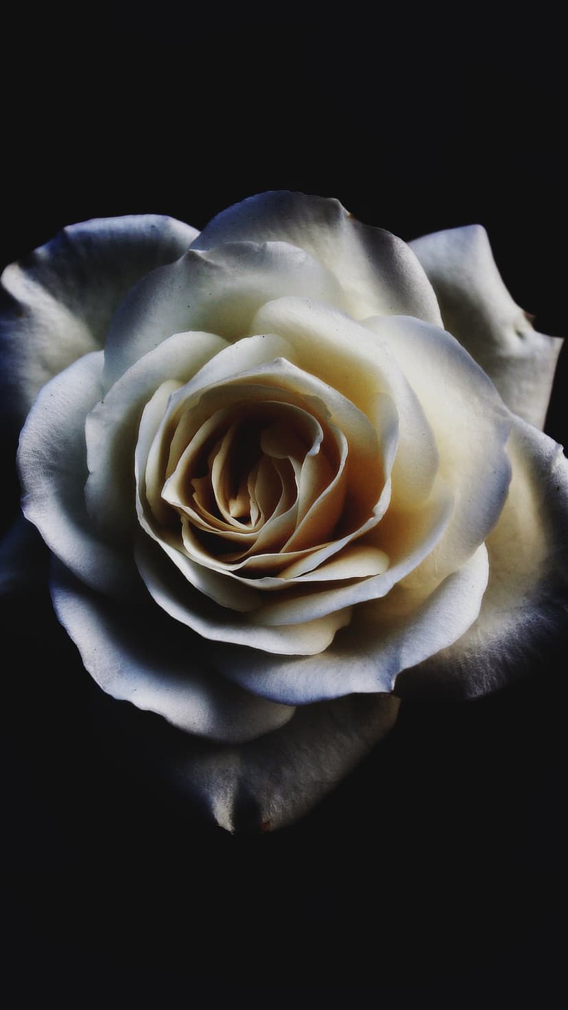 Creamy white rose petals with subtle gold and blue highlights emerge from a dark, shadowed background.