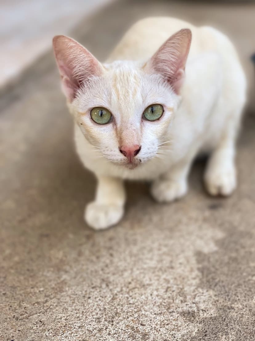 White cat with vivid green eyes sits on concrete, displaying detailed whiskers and alert, pointed ears.