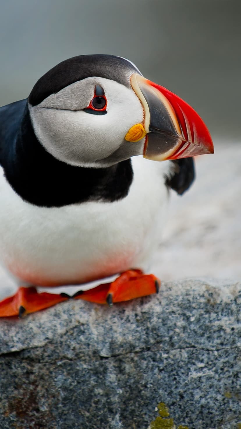 Atlantic puffin with a red and orange beak perched on a grey rock against a soft out-of-focus background.