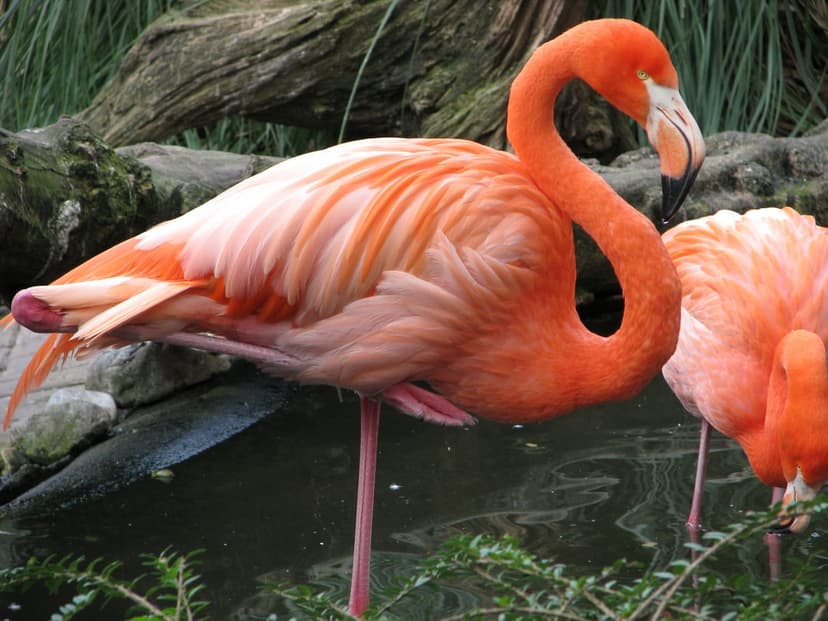 Flamingo stands on one leg in shallow water with pink feathers and a curved beak against a natural shore.