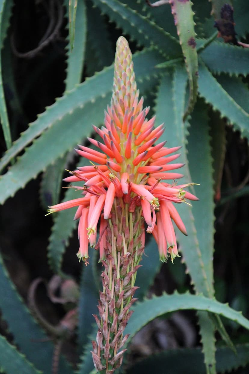 Coral aloe vera flower spike with bell-shaped blossoms in front of soft-focus green succulent leaves.
