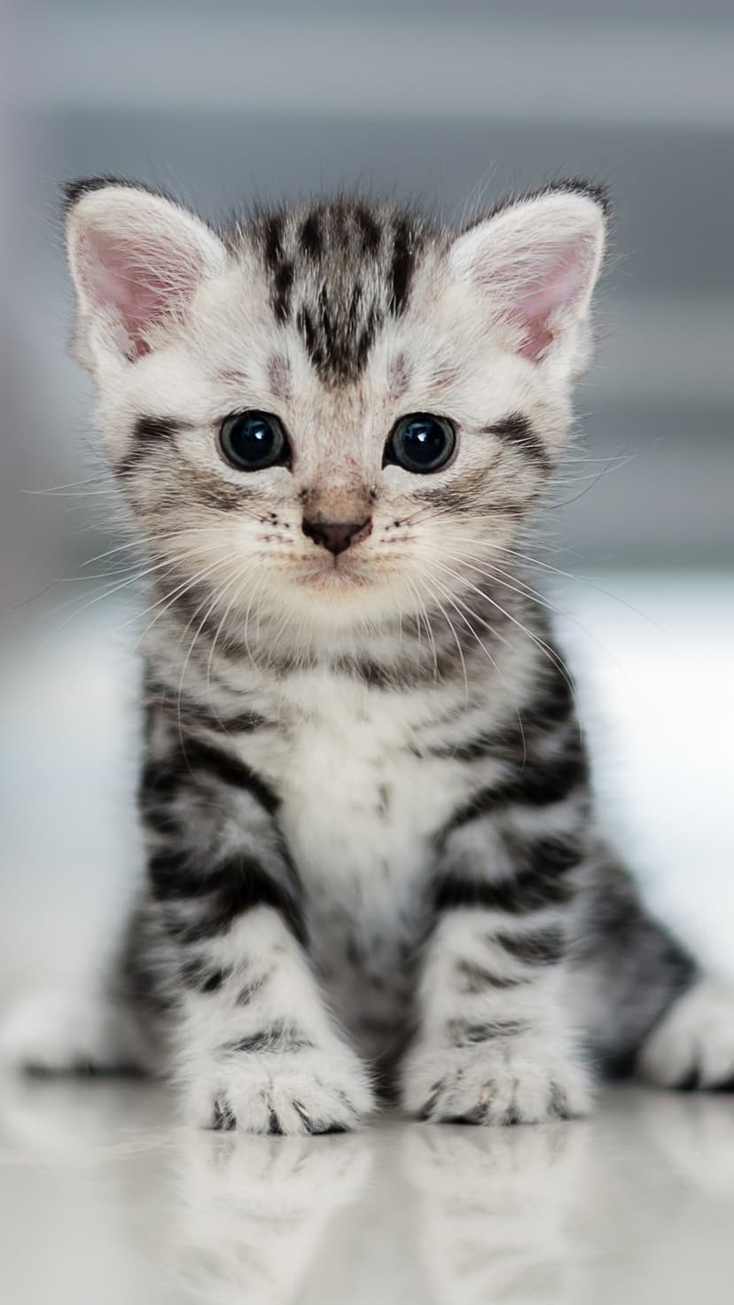 Grey tabby kitten with large dark eyes and white paws sitting upright against a neutral studio background.