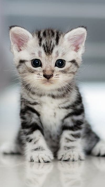 Meet Mr. Whiskers - A Portrait of Purity