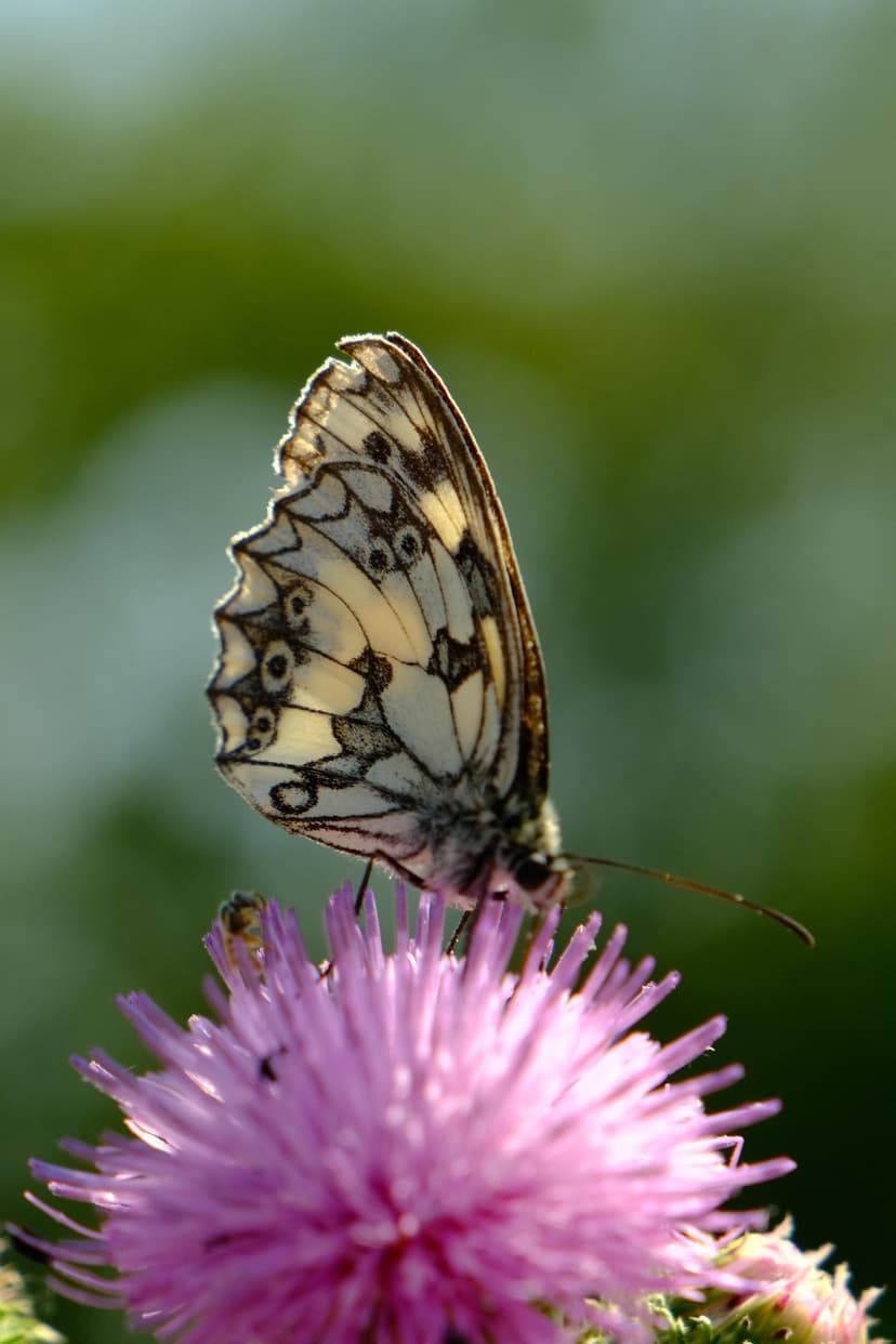 Marbled White butterfly with black and white wings perched on a pink thistle flower against a blurred green field.