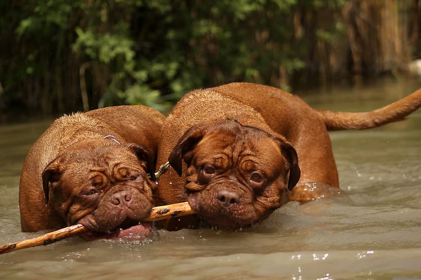 Two Dogue de Bordeaux dogs bite a wooden stick in shallow water with green forest trees in the background.