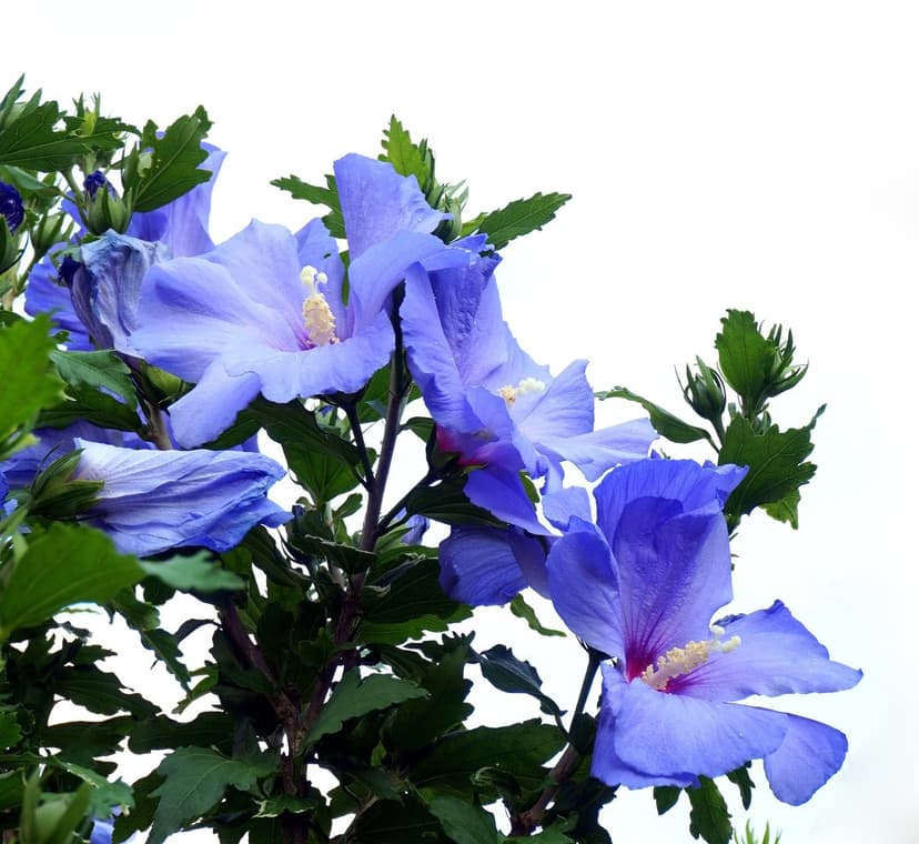 Blue hibiscus flowers with detailed stamens and green leaves appear against a bright white background.