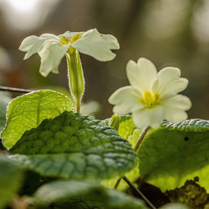 Yellow primrose flowers bloom among large green leaves under soft sunlight with a warm bokeh woodland background.
