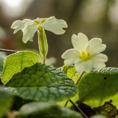 Soft Yellow Primroses Bloom in Spring Sunlight