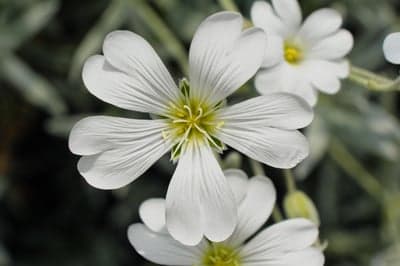 White Star Flower Macro Portrait for Phone and Tablet