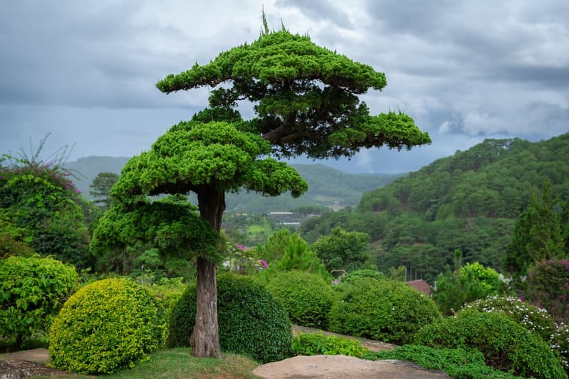 Sculpted bonsai tree centered in a lush Japanese garden with fog-covered mountains and a dramatic cloudy sky.