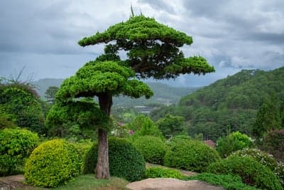 Tranquil Japanese Garden with Lush Greenery and Misty Mountains