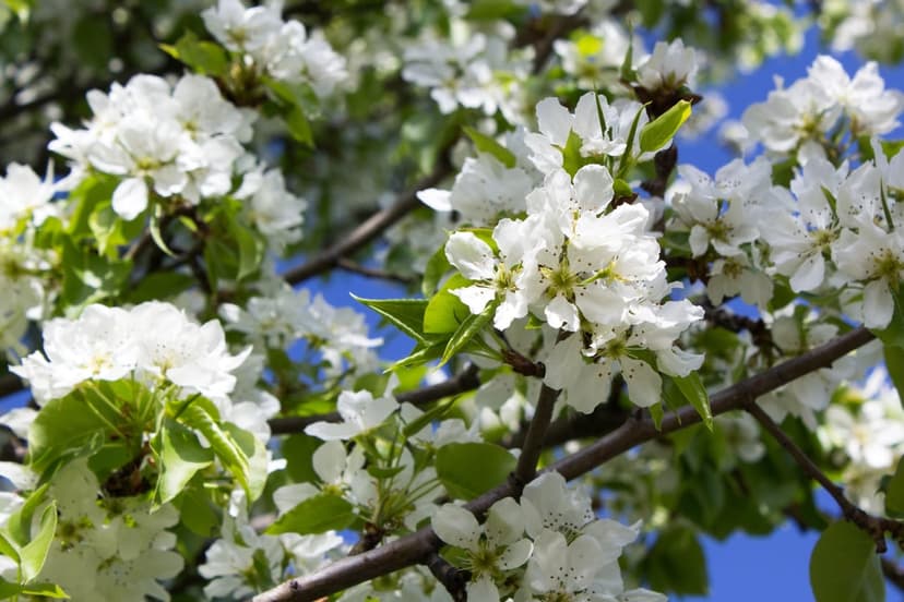 White pear tree blossoms and green leaves contrast against a blurred bright blue sky in soft spring sunlight.