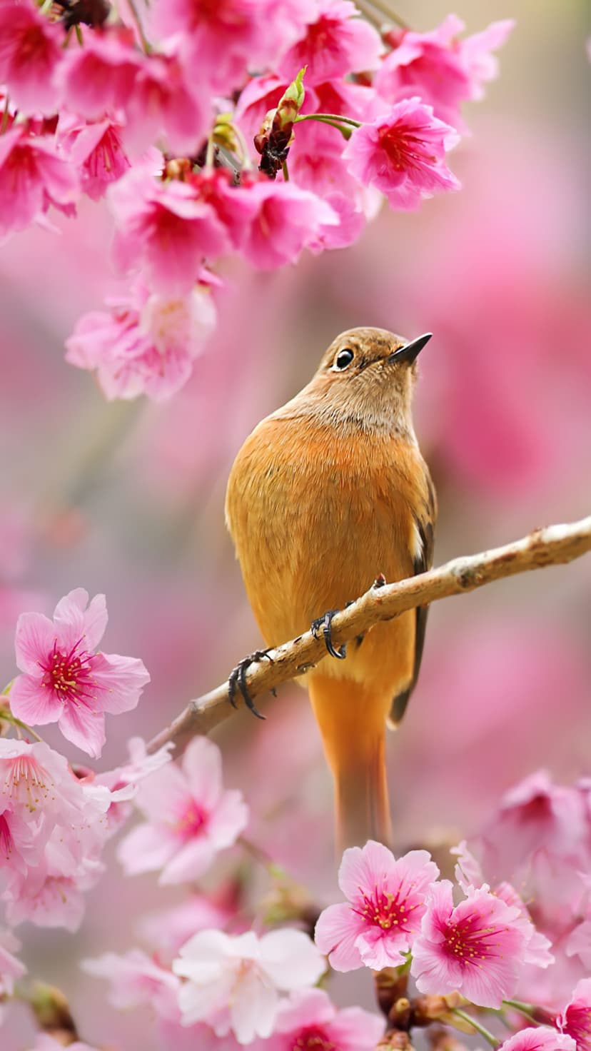 Small orange bird perched on a branch surrounded by pink cherry blossoms with a soft blurred background.