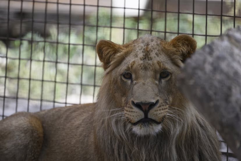 Young lion with a light brown mane rests behind a wire fence while looking directly at the viewer in a zoo.