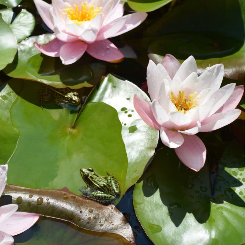Two green frogs sitting on lily pads beside blooming pink water lilies in a sunlit pond with water droplets.