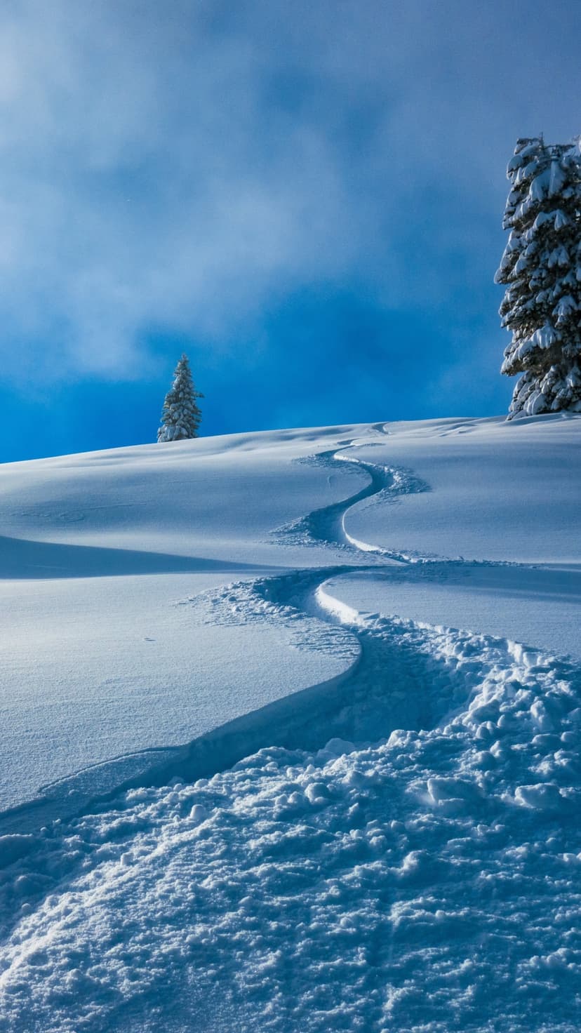 Curving ski tracks ascend a snow-covered mountain slope past frosted evergreen trees under a bright blue sky.