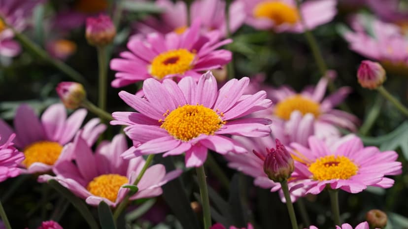 Pink daisy flowers with yellow centers bloom in a garden against a blurred green background in a vertical view.