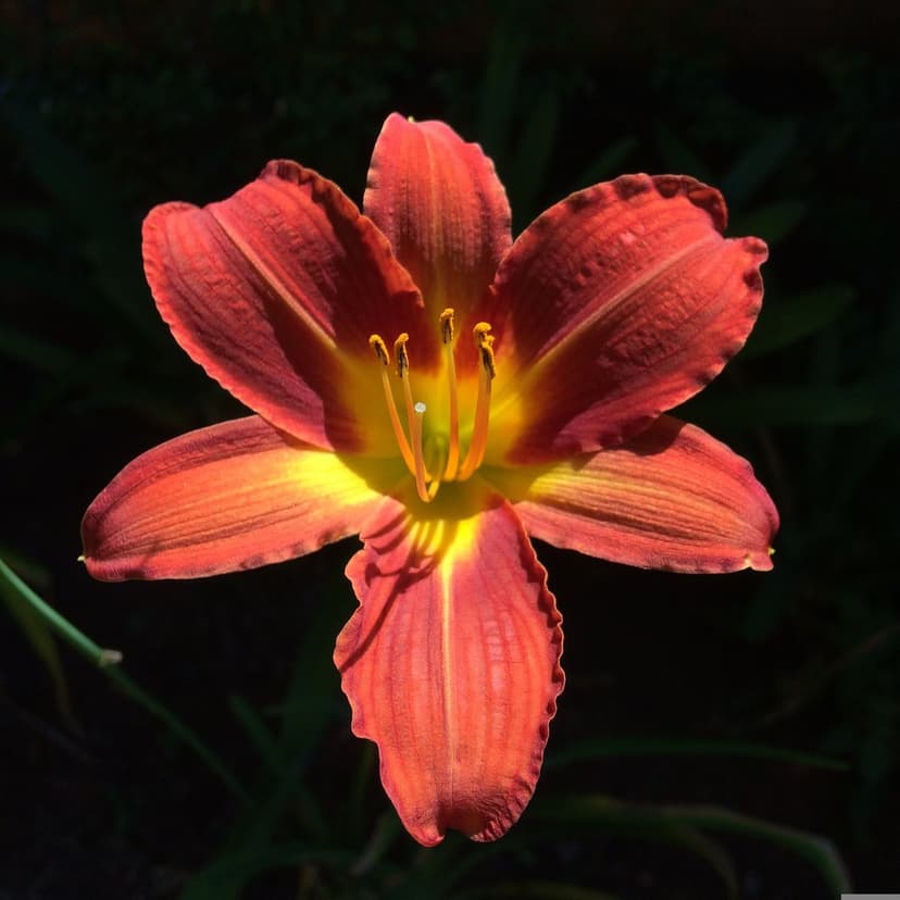 Red daylily with orange stamen glows in sunlight against a dark blurred background during a summer day.
