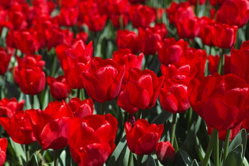 Red tulips with velvety petals bloom in a dense field under soft natural light in a vertical floral close-up.