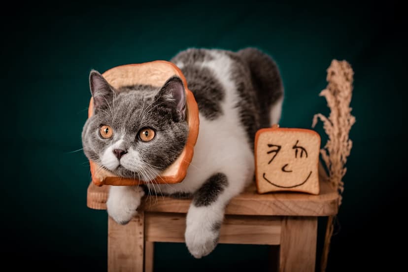 British Shorthair cat with orange eyes wearing a bread collar next to a smiley face toast on teal.