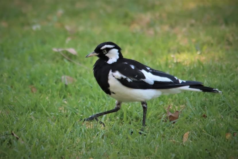 Black and white bird walks across a sunlit green lawn featuring dappled light and scattered autumn leaves in view.