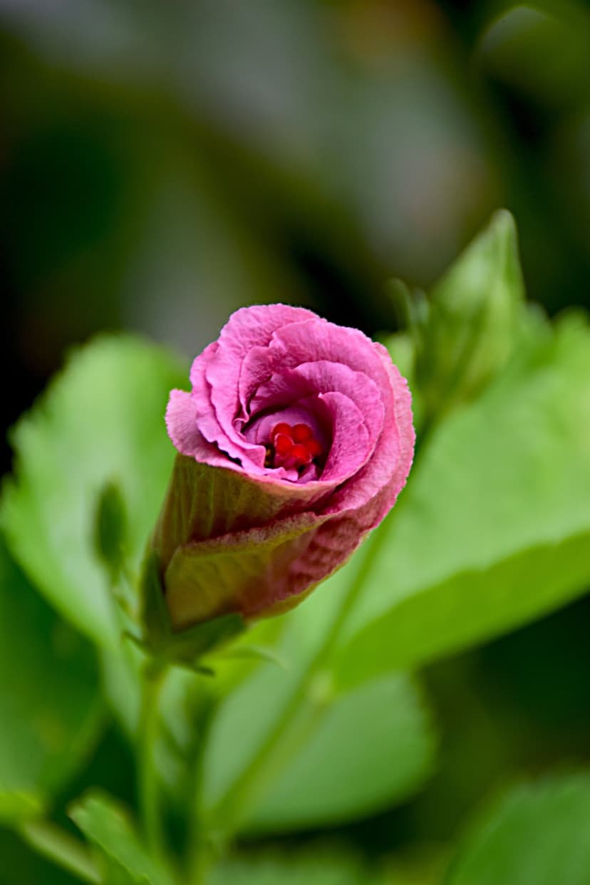 Pink hibiscus flower bud opening to show a red center against a blurred green leaf backdrop in macro detail.