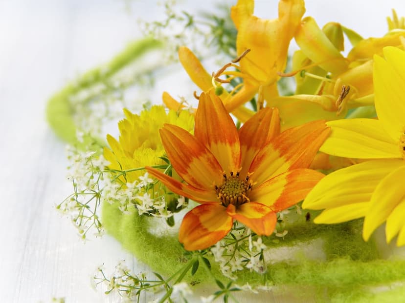 Orange striped flower petals and yellow blooms surrounded by white wildflowers and a fuzzy green botanical accent.